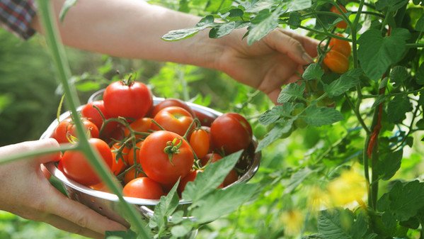 Campioni omaggio Lycopene store